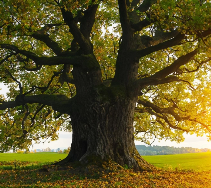 Mature tree.